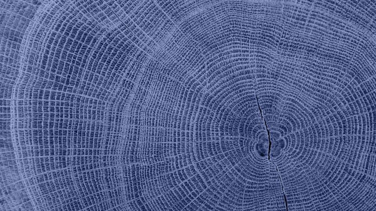 Cernes de bois d'un arbre coupé, symbolisant la pérennité et la transmission de l'héritage familial sur le long terme.